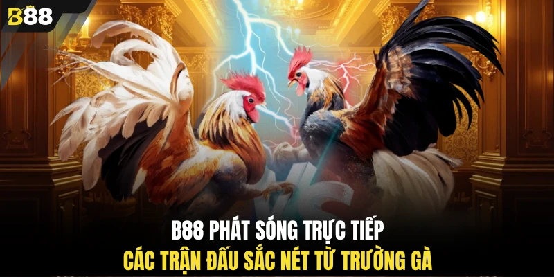 B88 phát sóng trực tiếp các trận đấu sắc nét từ trường gà